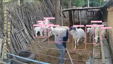 AI视频监控在饲养场的应用：智能守护每一份安心